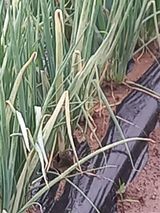 팜모닝 파·병해충상담 게시글 이미지