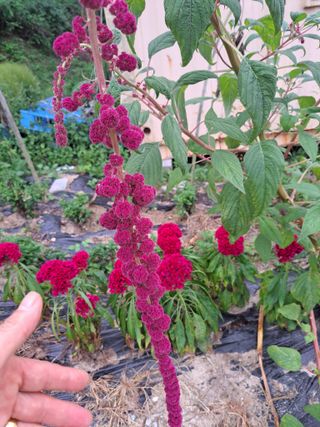 신한숙님의 O학년 △반 이세요? · 참여글 작성글 사진