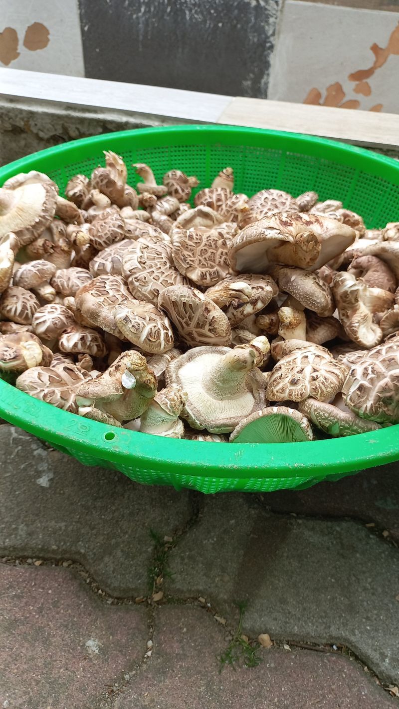 장터 상품 [표고참나무버섯1kg 2만원] 썸네일