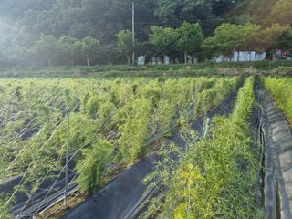 이창신님의 기타작물 · 병해충상담 작성글 사진