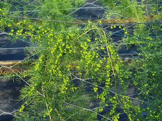 이창신님의 기타작물 · 병해충상담 작성글 사진