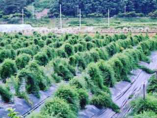 이창신님의 기타작물 · 병해충상담 작성글 사진