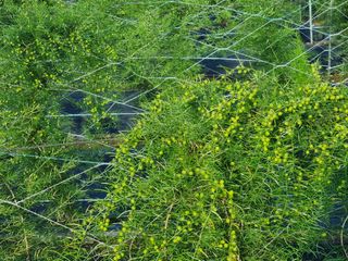 이창신님의 기타작물 · 병해충상담 작성글 사진