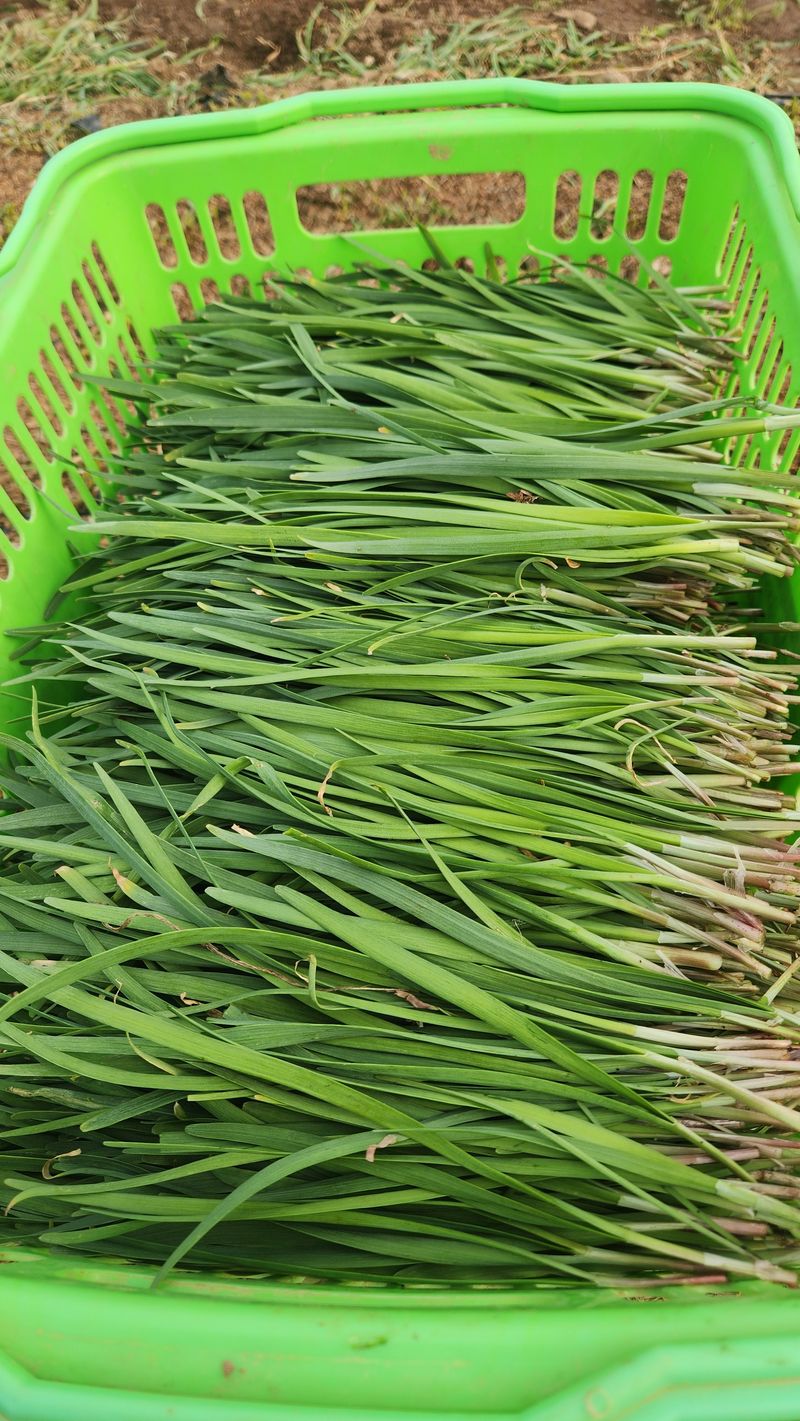 빨간장화농장 김숙자님의 장터 판매 상품 [열무 4키로 얼갈이2키로 ] 첨부 사진