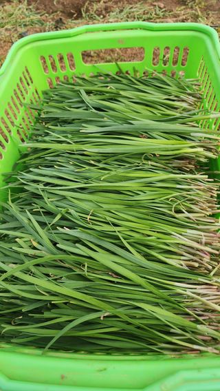 빨간장화농장 김숙자님의 작성글 사진