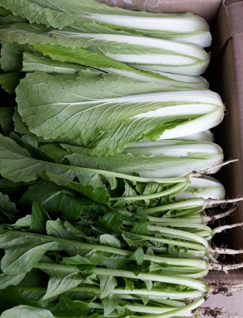 빨간장화농장 김숙자님의 장터 판매 상품 [열무 4키로 얼갈이2키로 ] 첨부 사진