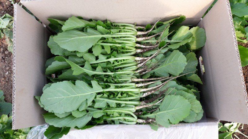 빨간장화농장 김숙자님의 장터 판매 상품 [열무 4키로 얼갈이2키로 ] 첨부 사진