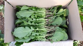 빨간장화농장 김숙자님의 작성글 사진