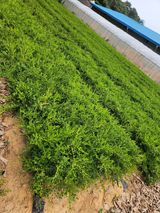 팜모닝 O학년 △반 이세요?·참여글 게시글 이미지