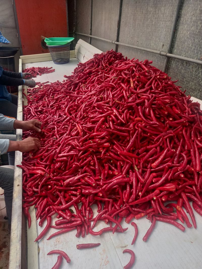 김용철님의 장터 판매 상품 [햇고추가루600g18000원  두물고추가루] 첨부 사진