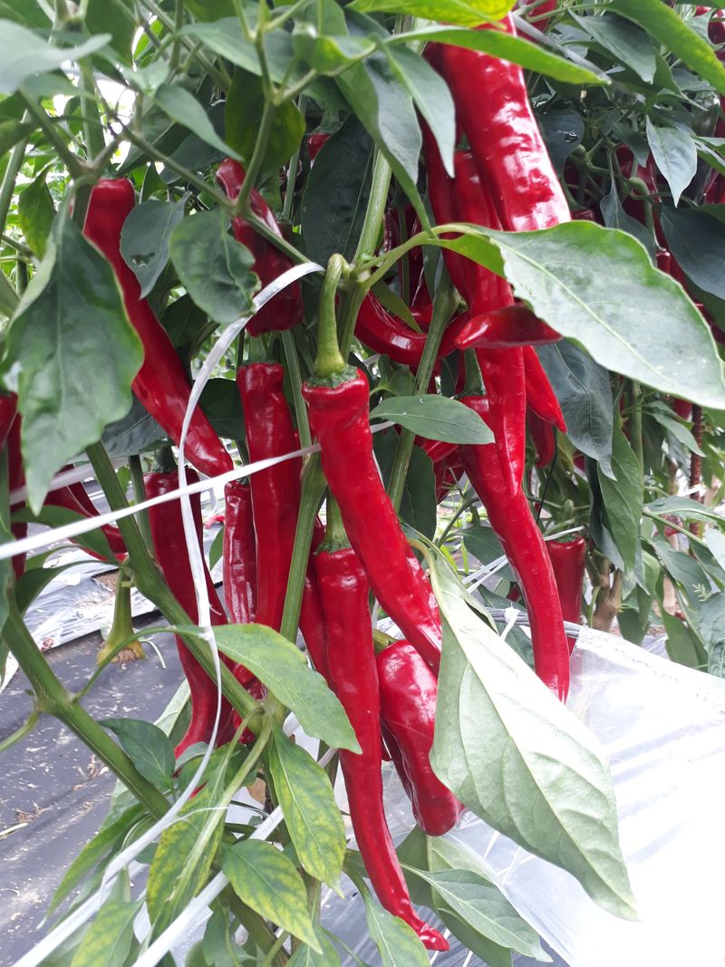 김용철님의 장터 판매 상품 [햇고추가루600g18000원  두물고추가루] 첨부 사진