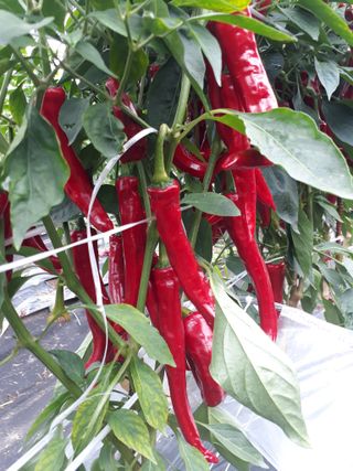 김용철님의 작성글 사진