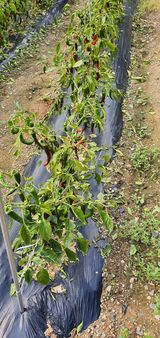 팜모닝 고추·병해충상담 게시글 이미지