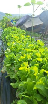 팜모닝 O학년 △반 이세요?·참여글 게시글 이미지