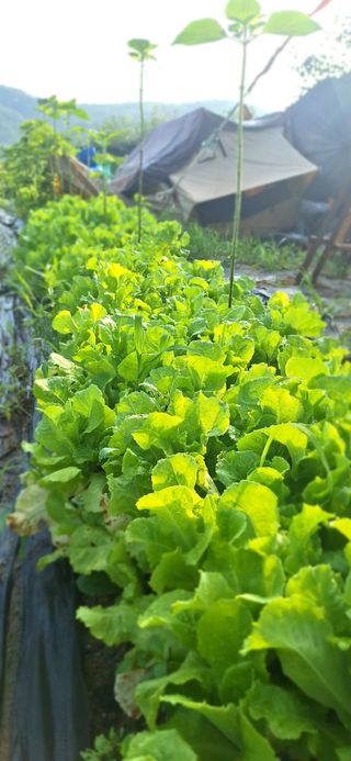 도시농부님의 O학년 △반 이세요? · 참여글 작성글 사진