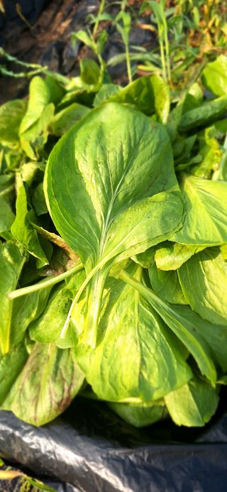 도시농부님의 O학년 △반 이세요? · 참여글 작성글 사진