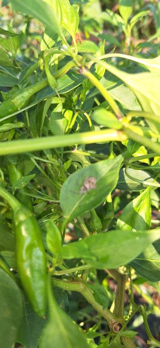 도시농부님의 O학년 △반 이세요? · 참여글 작성글 사진