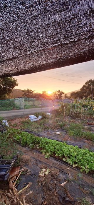 도시농부님의 O학년 △반 이세요? · 참여글 작성글 사진