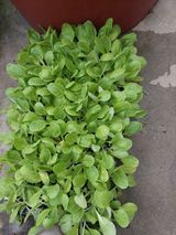 팜모닝 O학년 △반 이세요?·참여글 게시글 이미지