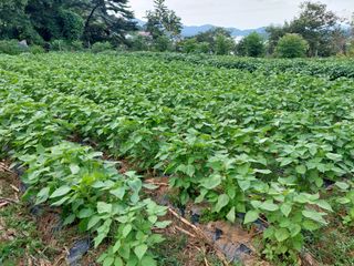 쌍둥이할매님의 O학년 △반 이세요? · 참여글 작성글 사진