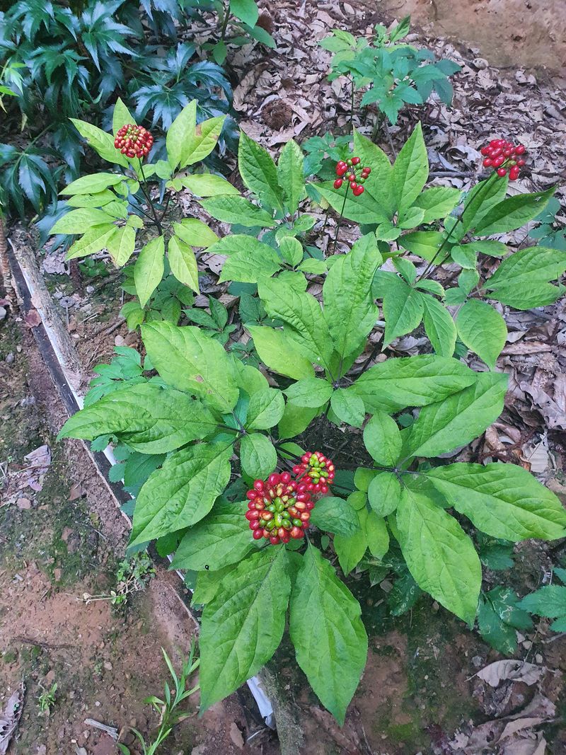 CBA8777암행어님의 장터 판매 상품 [장뇌삼  관심  있는분 답장 주세요] 첨부 사진