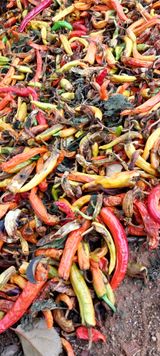 팜모닝 포도·자유게시판 게시글 이미지