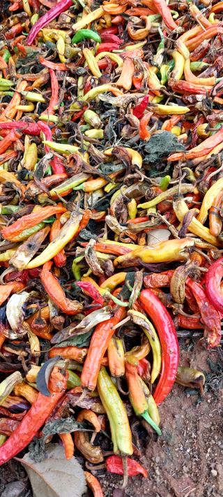 화상병치료언재쯤뿌려님의 포도 · 자유게시판 작성글 사진