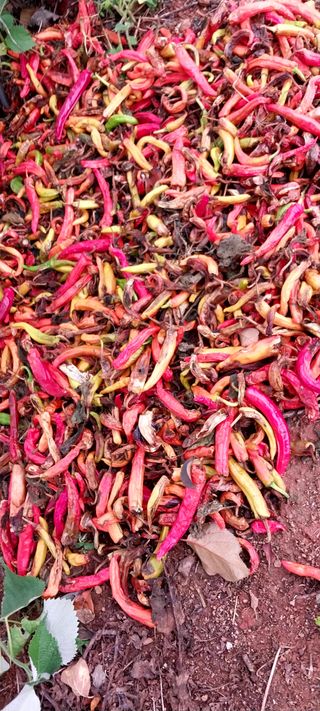 화상병치료언재쯤뿌려님의 포도 · 자유게시판 작성글 사진