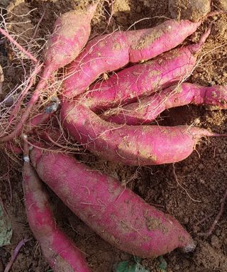 최선희님의 O학년 △반 이세요? · 참여글 작성글 사진