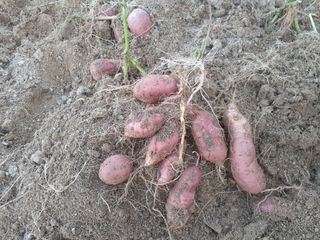 이화수님의 O학년 △반 이세요? · 참여글 작성글 사진