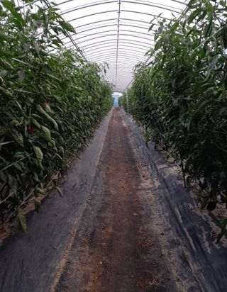 자연치유농법님의 자유주제 · 자유게시판 작성글 사진