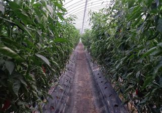 자연치유농법님의 자유주제 · 자유게시판 작성글 사진