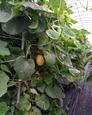 자연치유농법님의 자유주제 · 자유게시판 작성글 사진