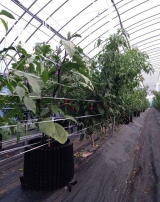 자연치유농법님의 자유주제 · 자유게시판 작성글 사진