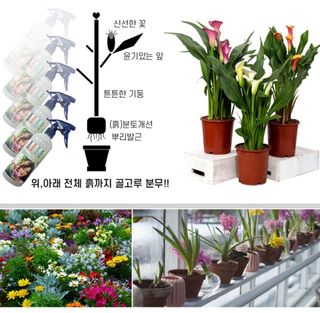 자연치유농법님의 자유주제 · 자유게시판 작성글 사진