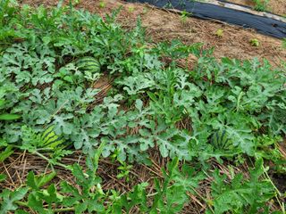 들깨14649님의 O학년 △반 이세요? · 참여글 작성글 사진