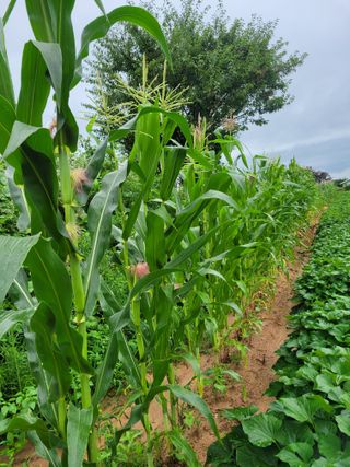 들깨14649님의 O학년 △반 이세요? · 참여글 작성글 사진