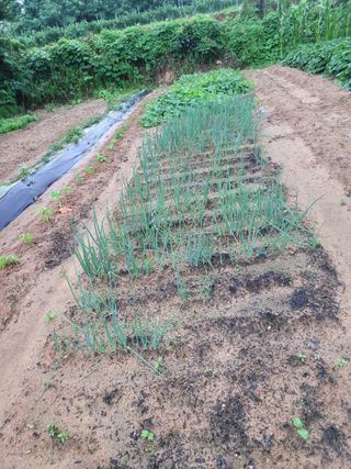 들깨14649님의 O학년 △반 이세요? · 참여글 작성글 사진