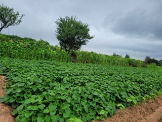 들깨14649님의 O학년 △반 이세요? · 참여글 작성글 사진