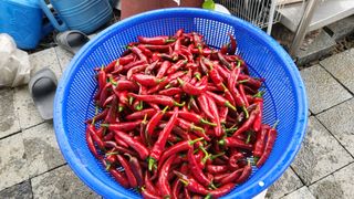 늘푸른 농장주님의 고추 · 영농일지 작성글 사진