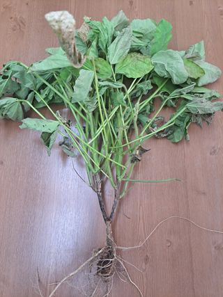 엄태석님의 콩 · 병해충상담 작성글 사진