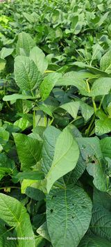 팜모닝 콩·영농일지 게시글 이미지