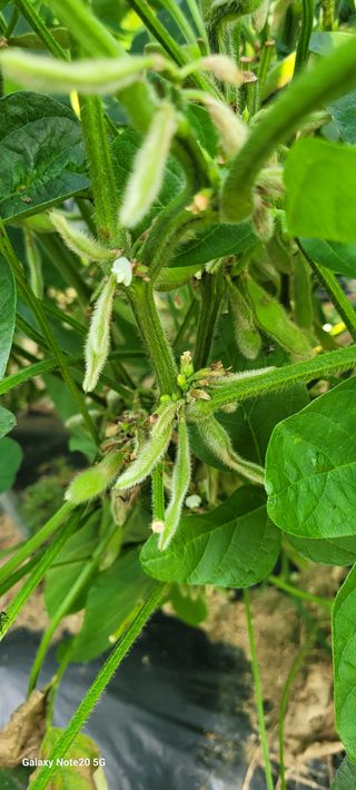 구자룡님의 콩 · 영농일지 작성글 사진