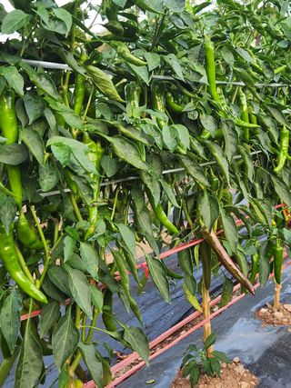 빛나는햇살님의 딸기 · 일상 작성글 사진