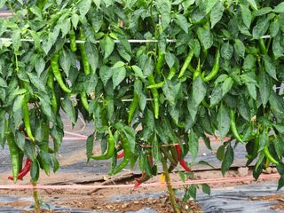 빛나는햇살님의 딸기 · 일상 작성글 사진