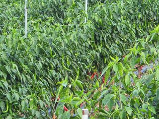 빛나는햇살님의 딸기 · 일상 작성글 사진