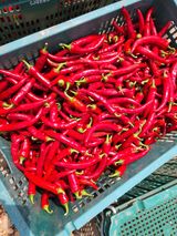 팜모닝 딸기·일상 게시글 이미지