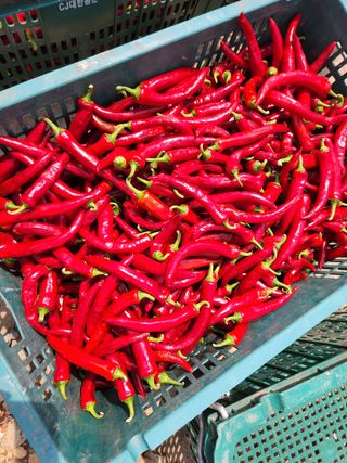 빛나는햇살님의 딸기 · 일상 작성글 사진