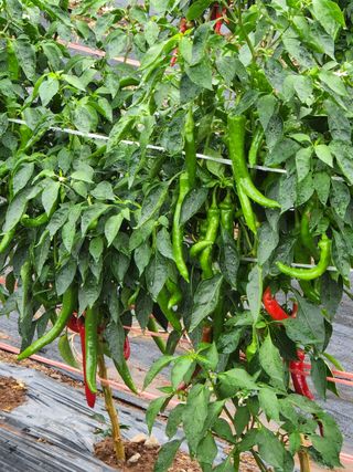 빛나는햇살님의 딸기 · 일상 작성글 사진