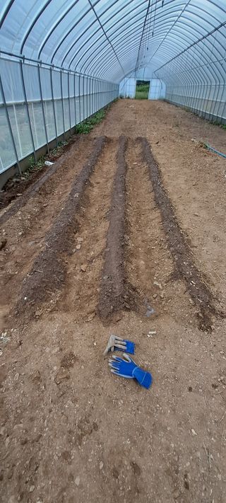 자연애 대풍농장님의 배추 · 영농일지 작성글 사진